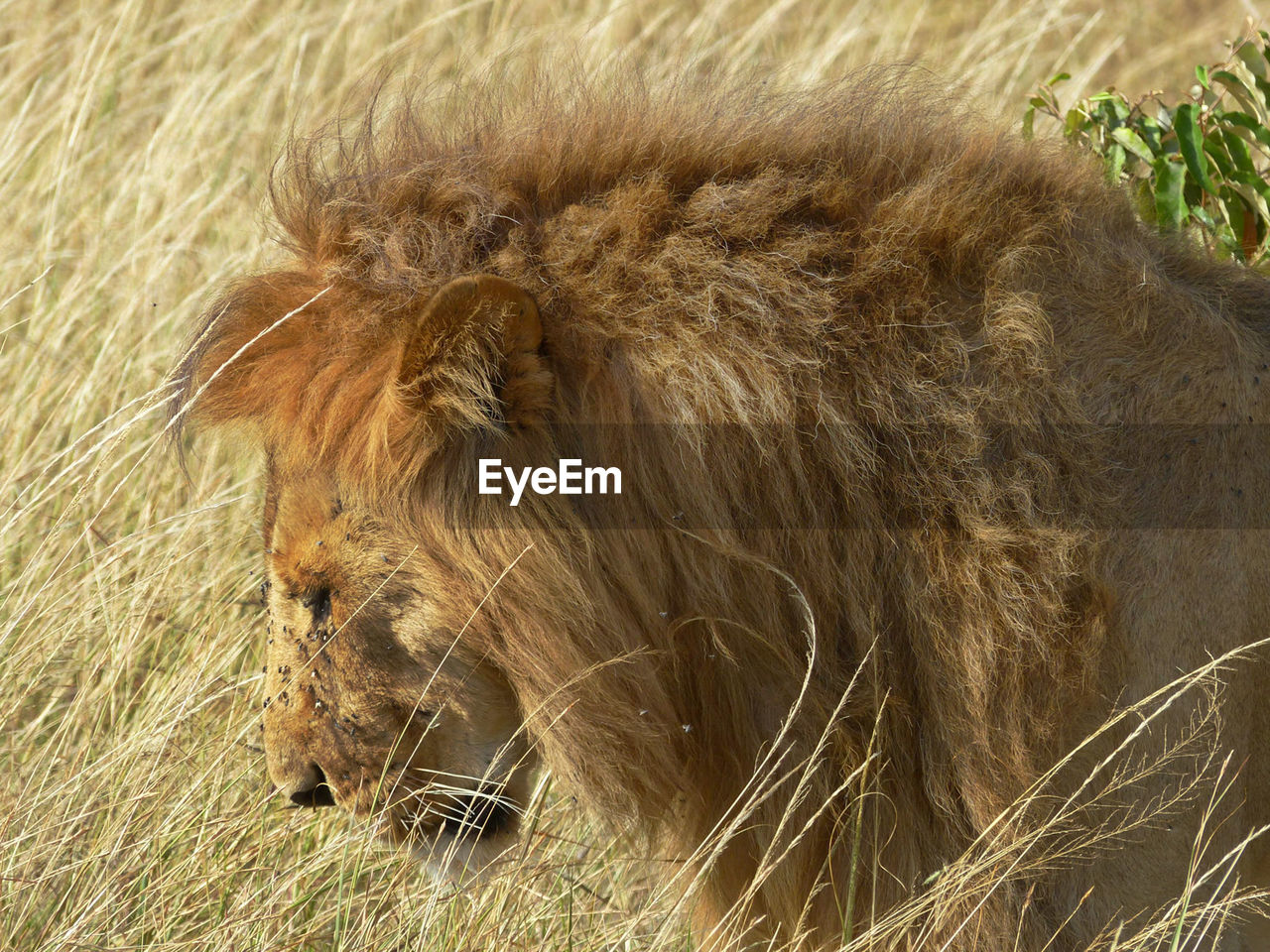 Close-up of a lion on field