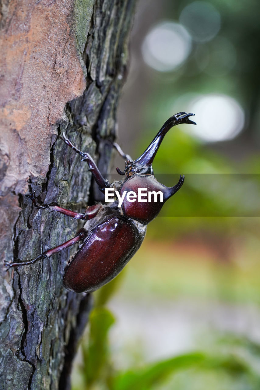 CLOSE-UP OF BERRY ON TREE