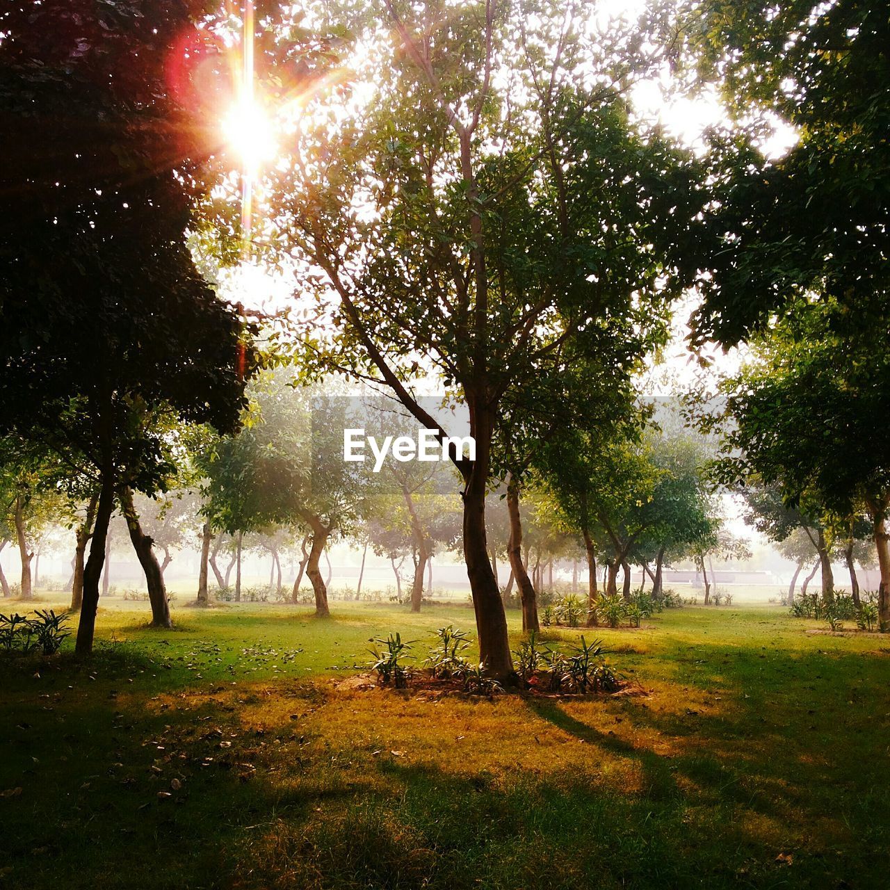 Trees growing in park