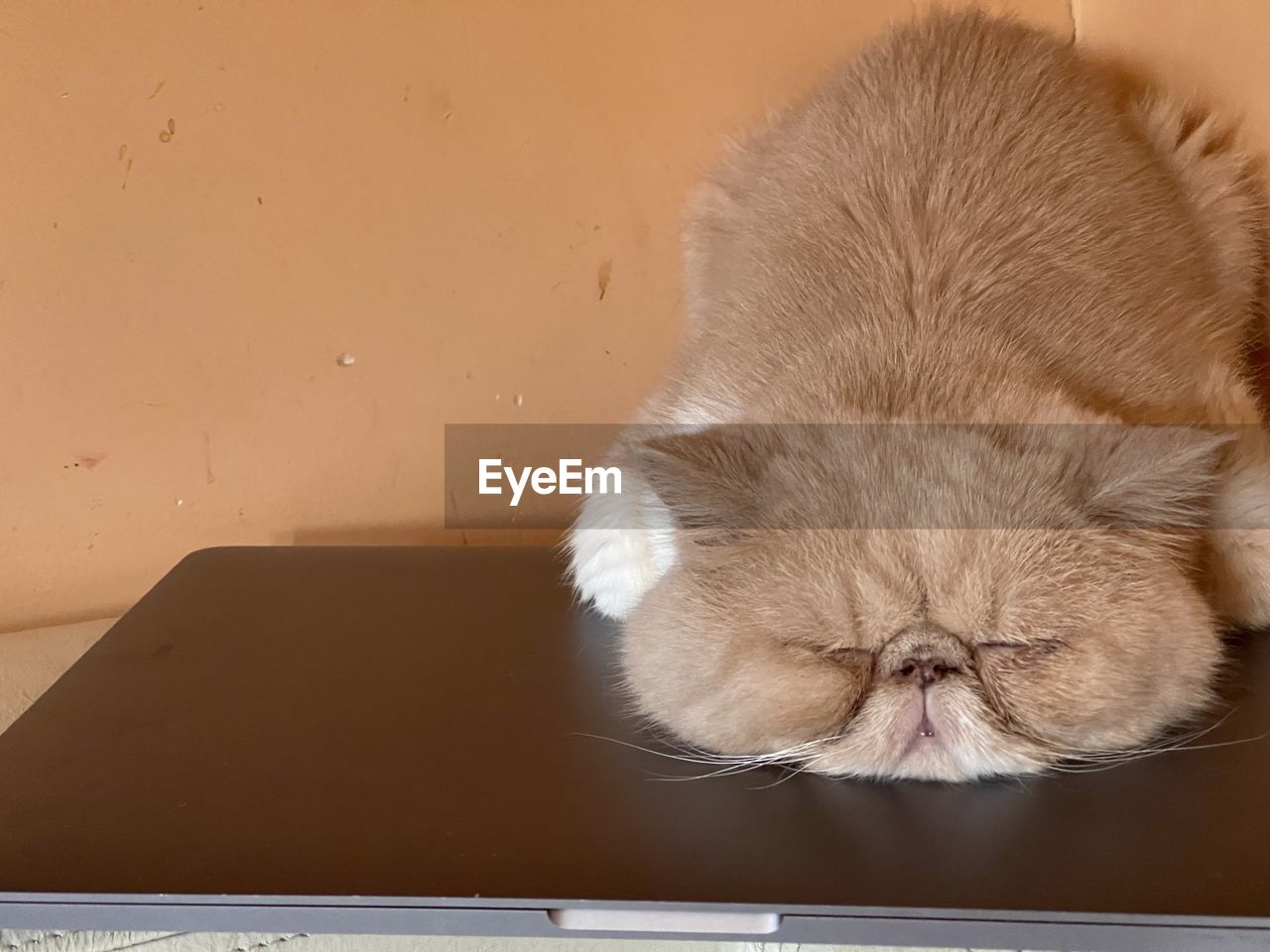 CLOSE-UP OF A CAT SLEEPING ON THE FLOOR