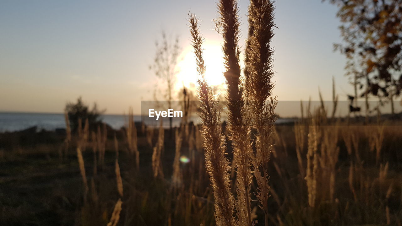 CLOSE-UP OF STALKS IN FIELD AGAINST SUNSET