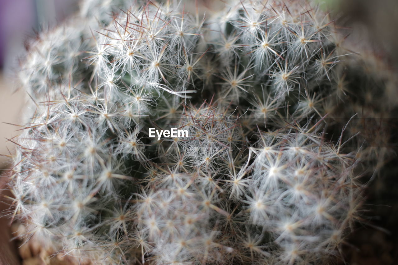 CLOSE-UP OF CACTUS