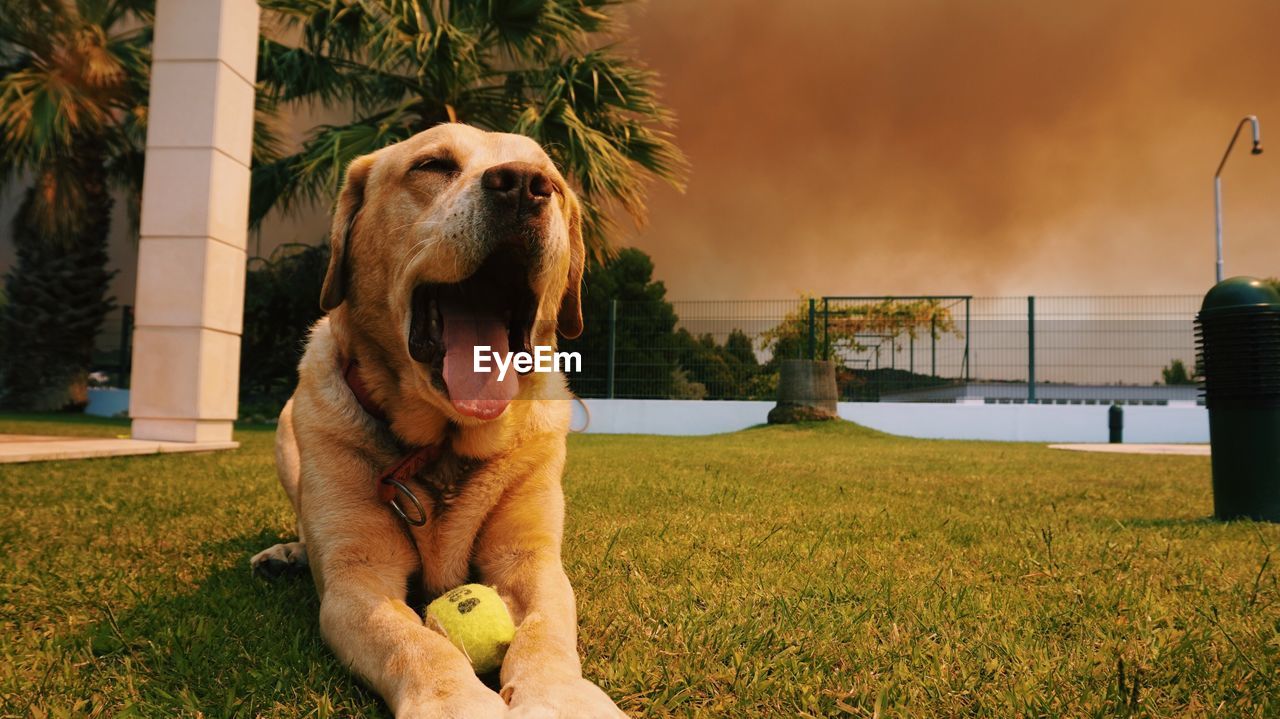 DOG SITTING BY GRASS AGAINST SKY