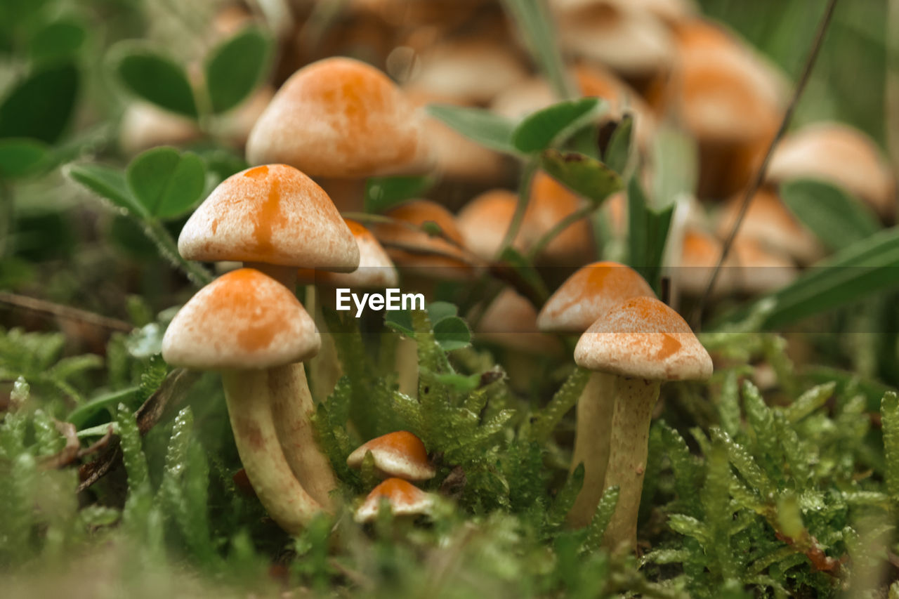 Macro photo of a mushroom meadow