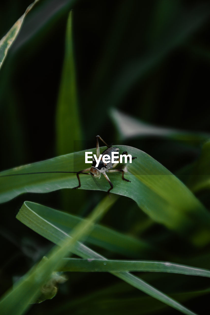 close-up of insect on grass