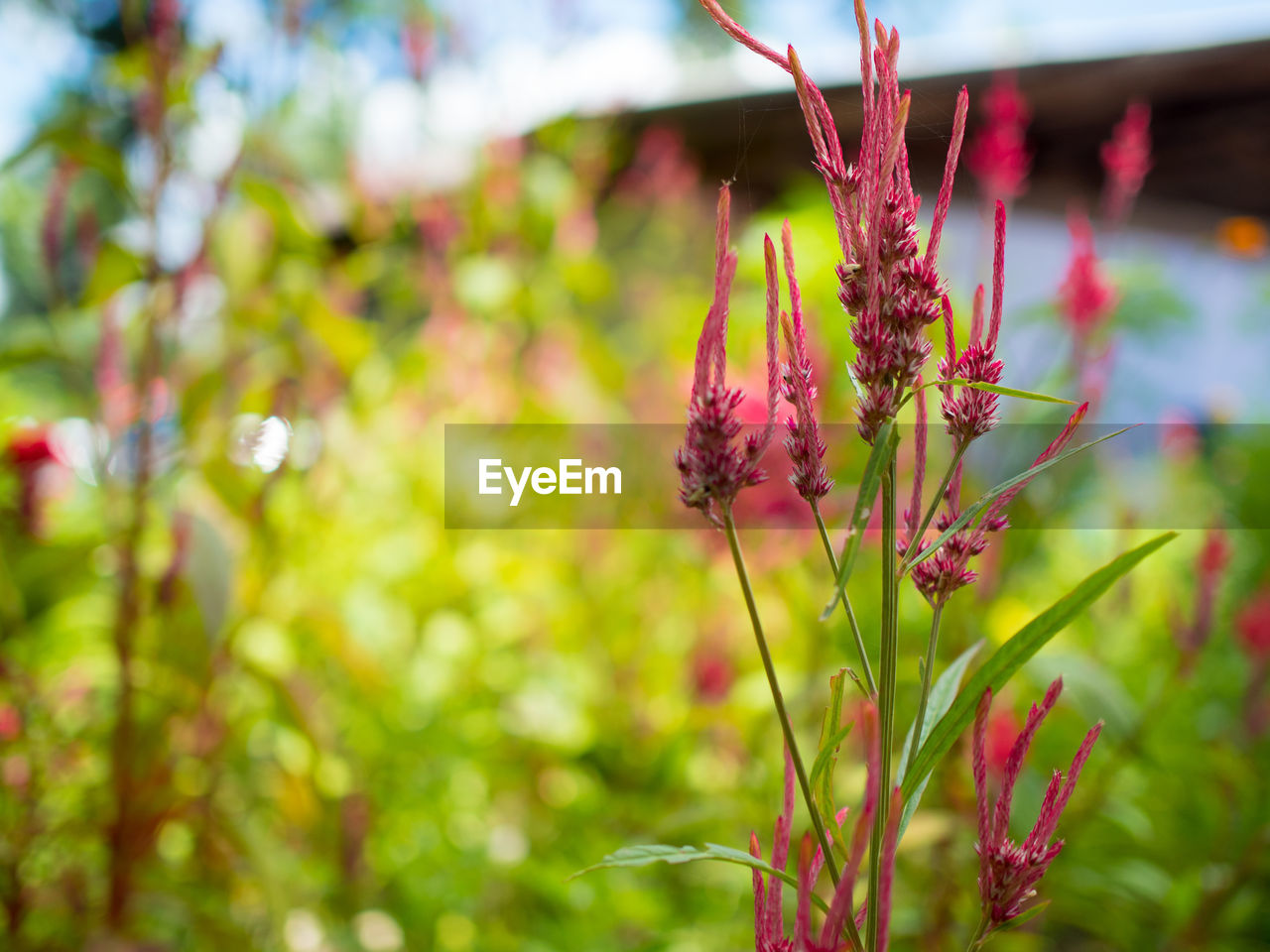 Close-up of pink flowers