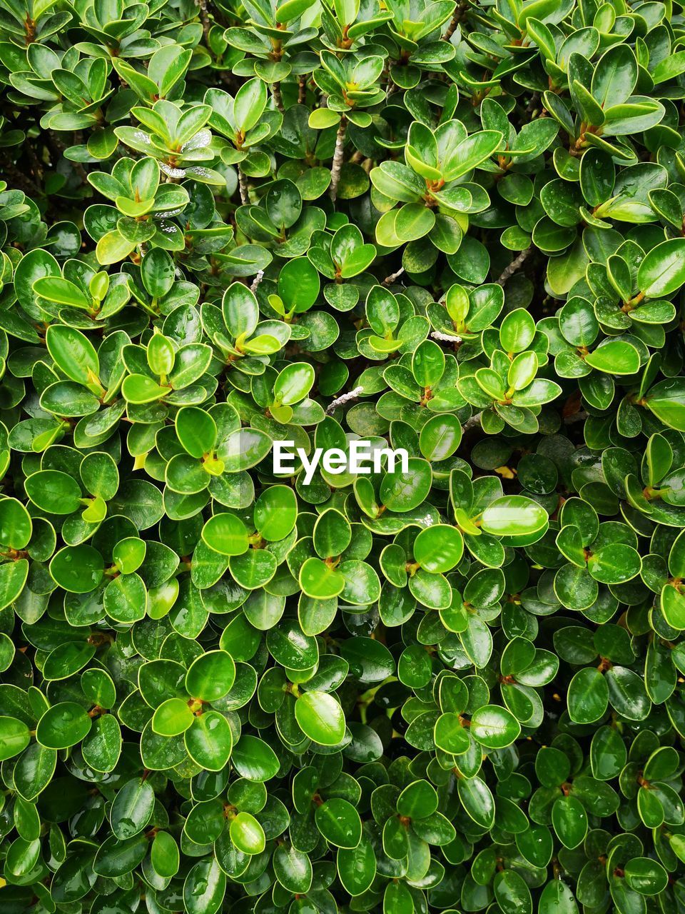 Full frame shot of green leaves