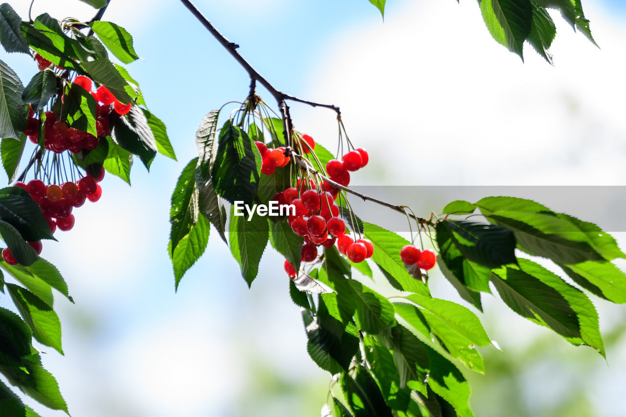 Ripe fresh red cherries and green leaves in a tree orchard in a garden in a sunny summer day