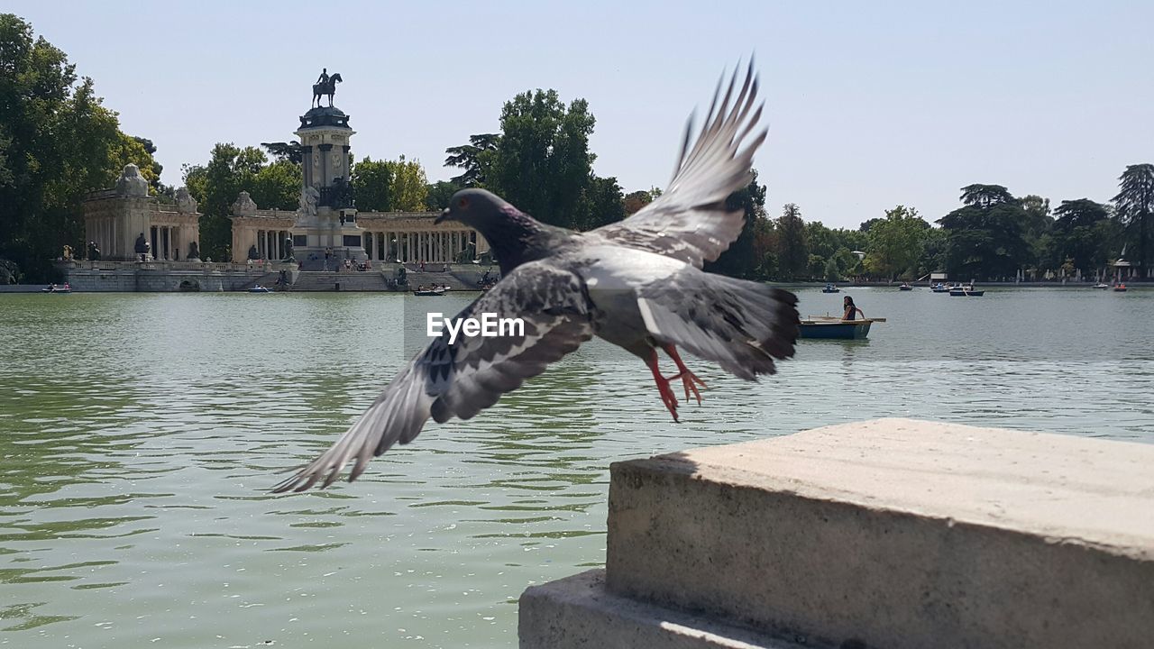 Pigeon flying over lake at parque del buen retiro