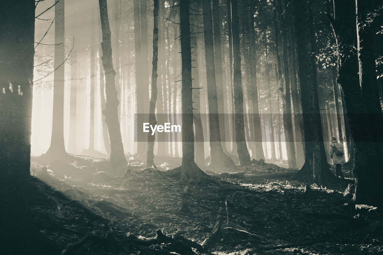 TREES IN FOREST AGAINST SKY