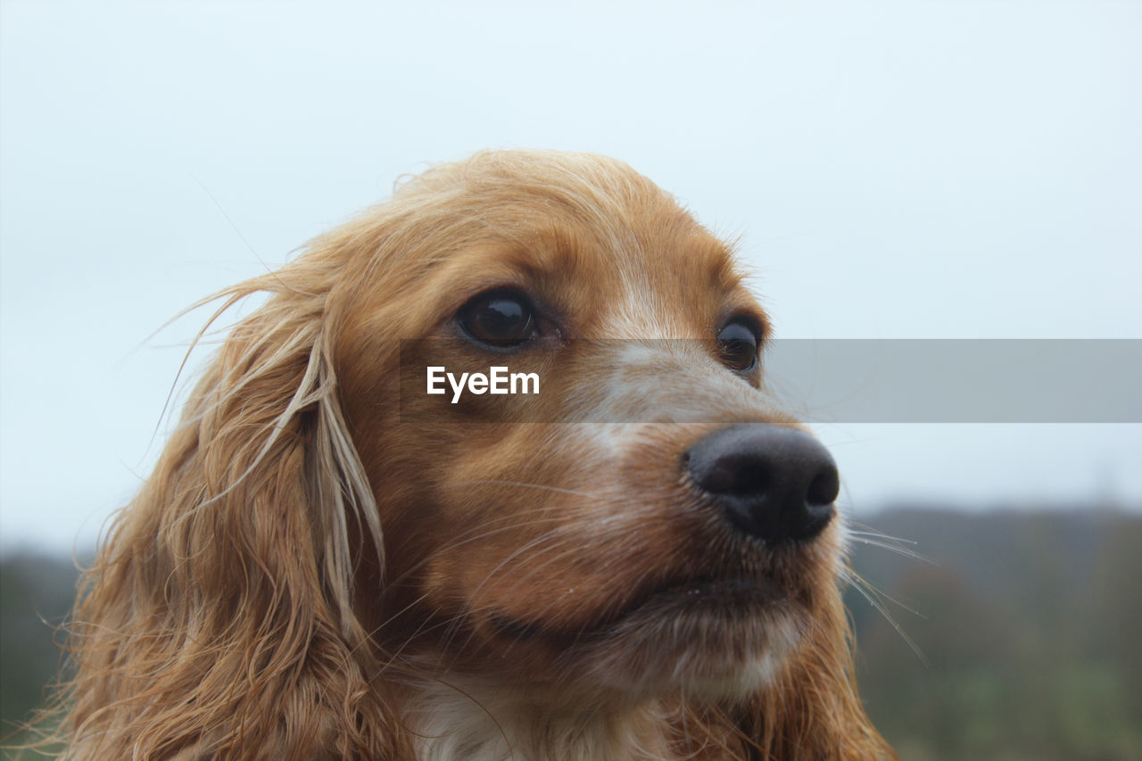 Close-up portrait of dog