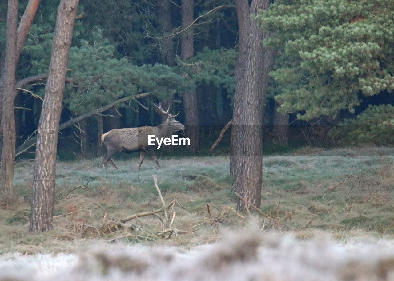 DEER IN FOREST