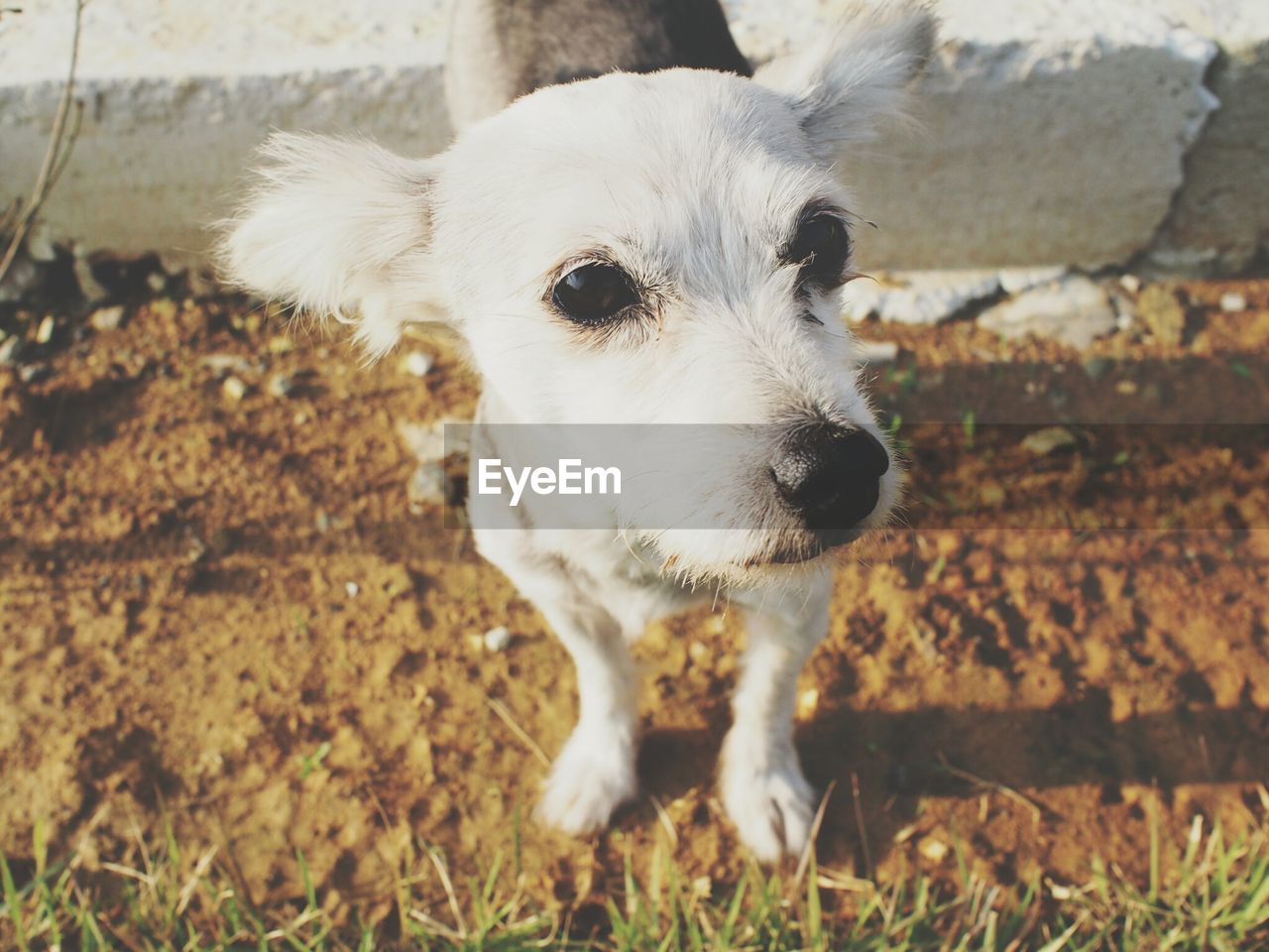 Close-up portrait of dog on field