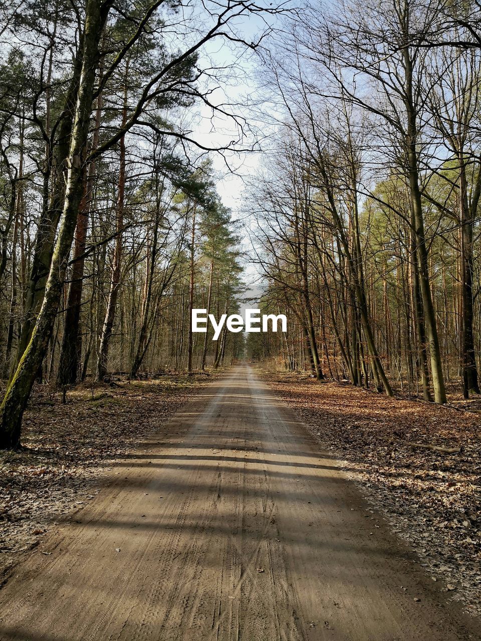 Empty road amidst trees in forest