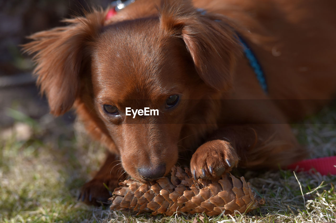 PORTRAIT OF DOG RELAXING OUTDOORS