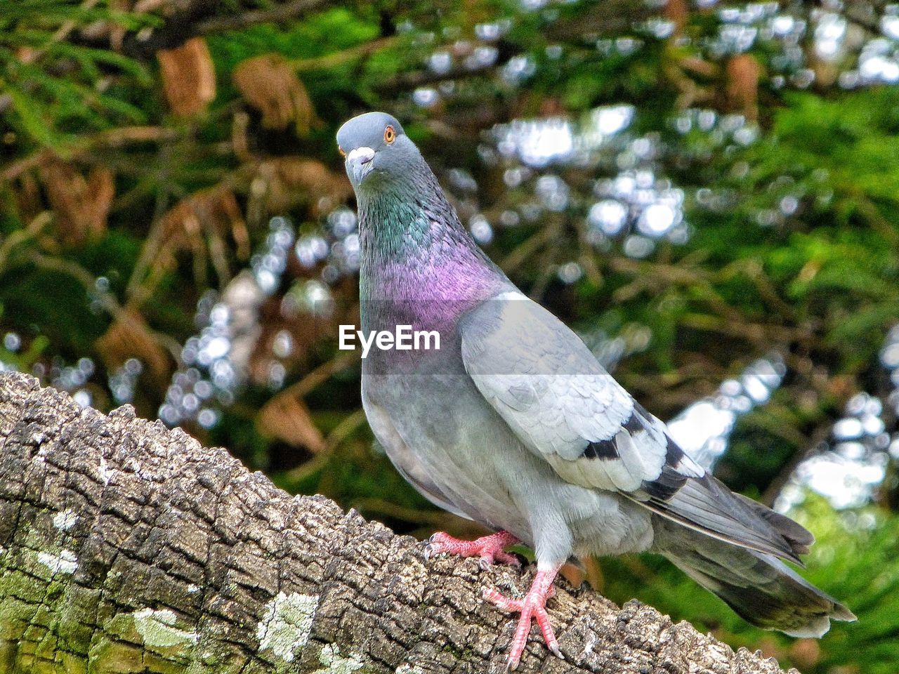 Close-up of pigeon perching on tree