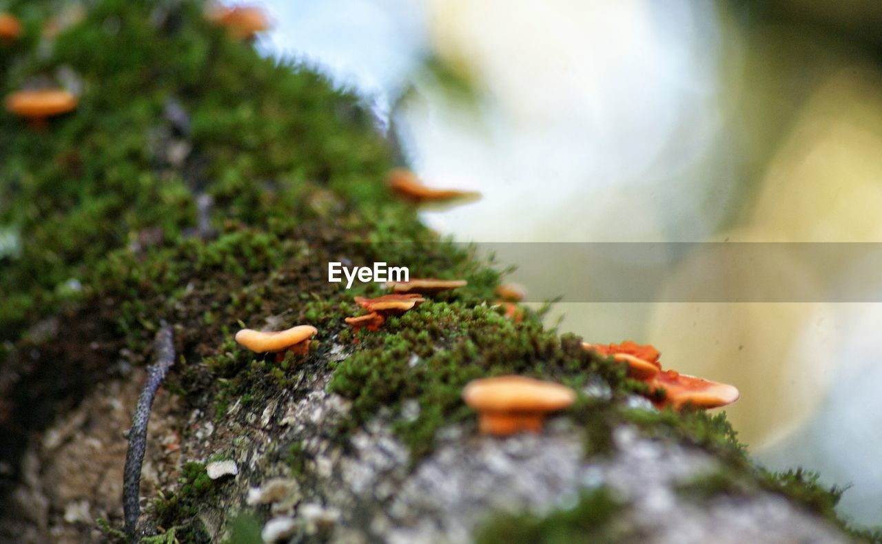 Close-up of orange mushrooms growing on tree trunk