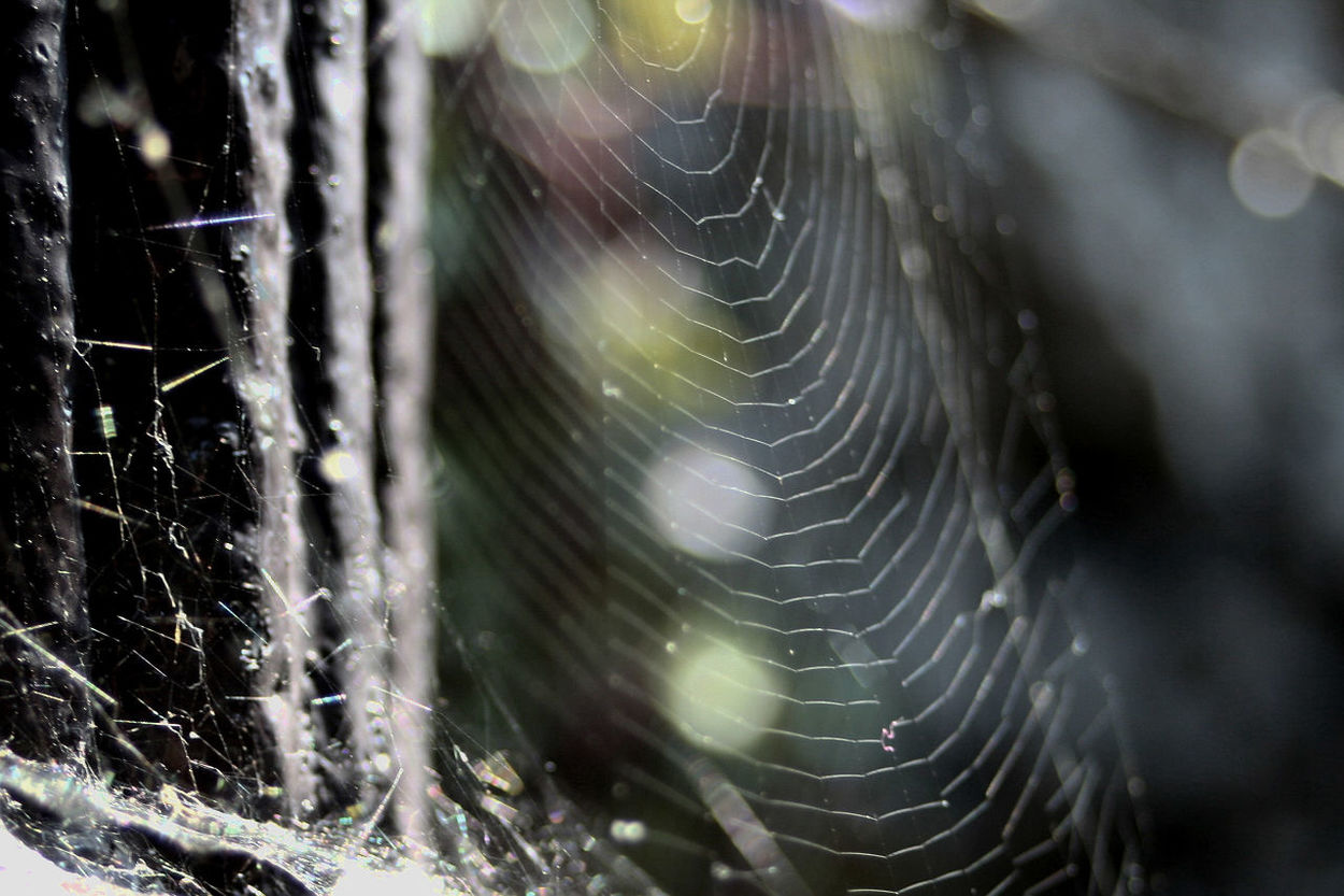 Close-up of wet spider web