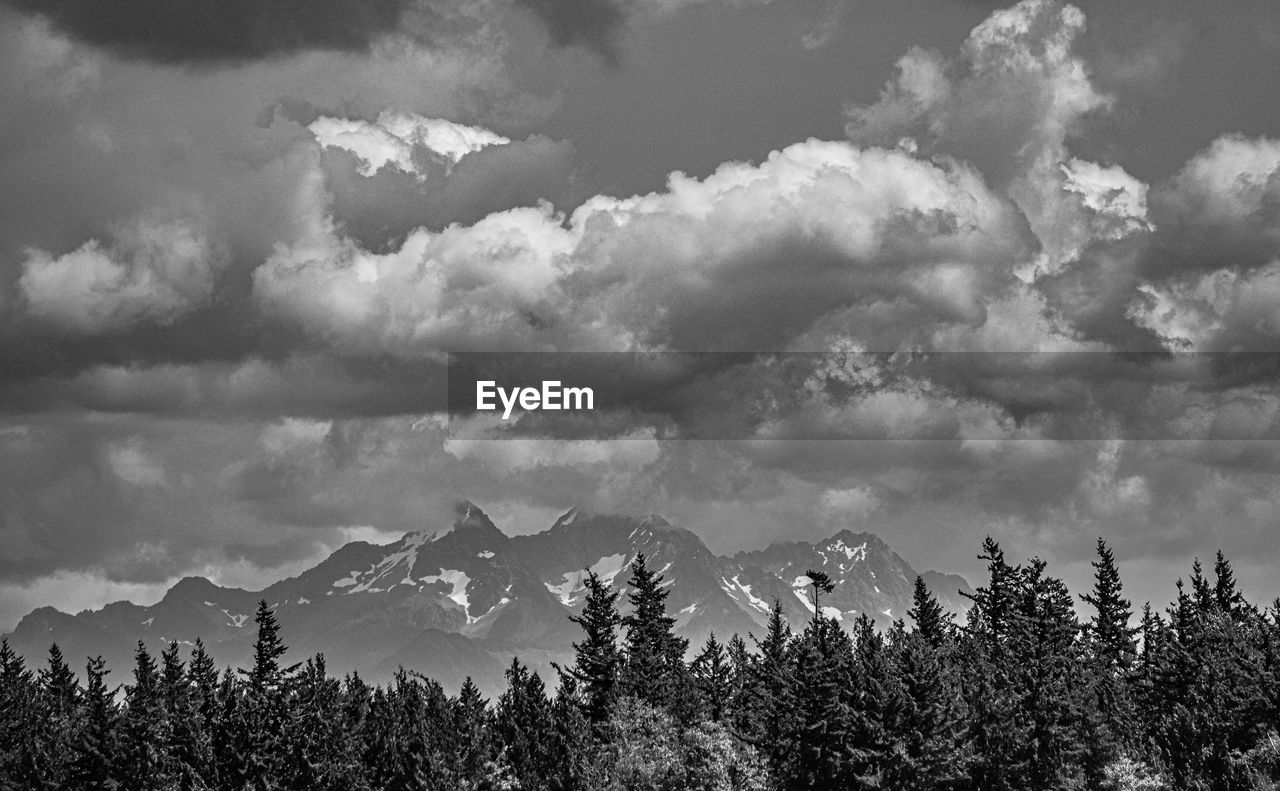 Scenic view of forest against sky