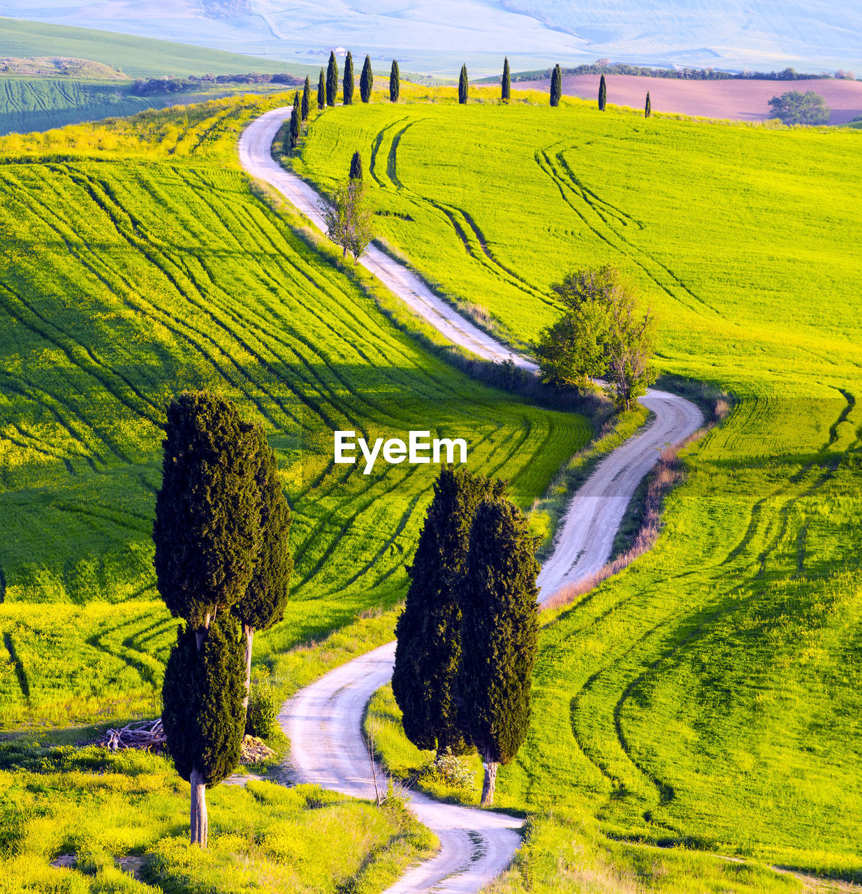 Scenic view of agricultural field