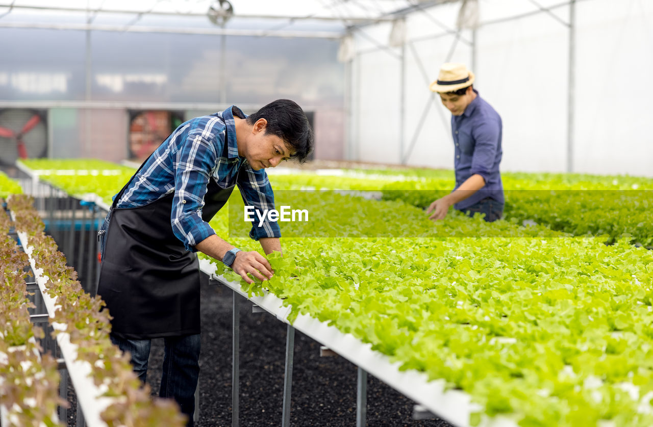 Asian farmer couple work in hydroponic vegetable greenhouse farm with happiness and joyful in row.