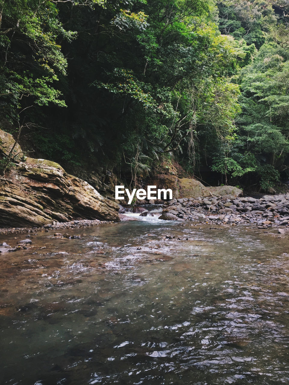 SCENIC VIEW OF RIVER IN FOREST