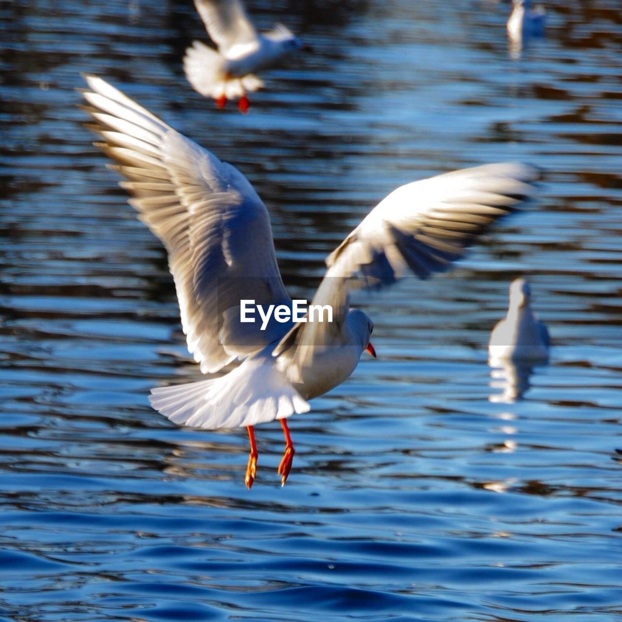 Seagulls by sea