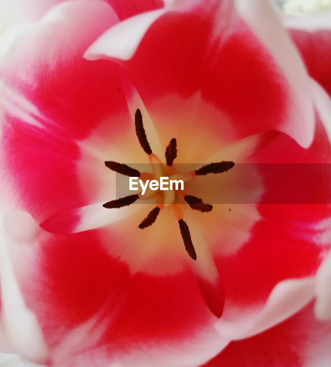 CLOSE-UP OF RED FLOWER