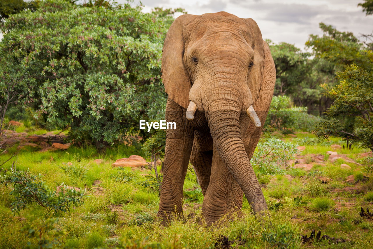 ELEPHANT STANDING BY TREE ON FIELD