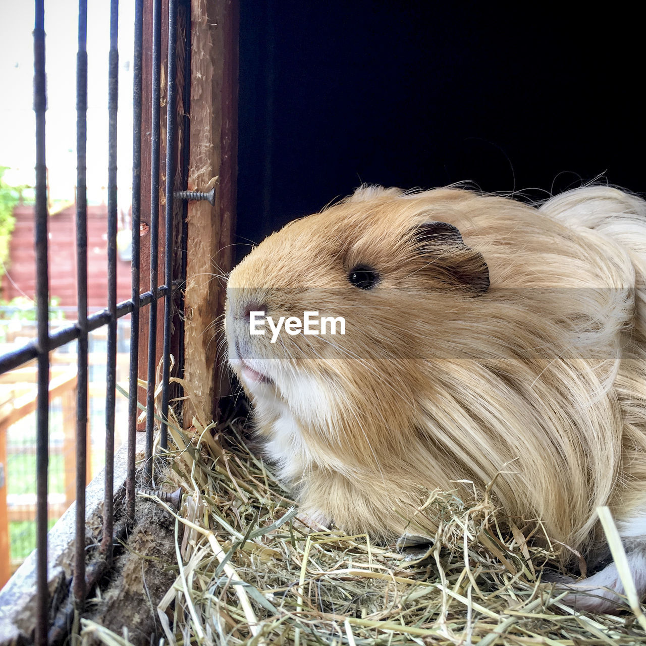 Close-up of a guinea pig in a cage