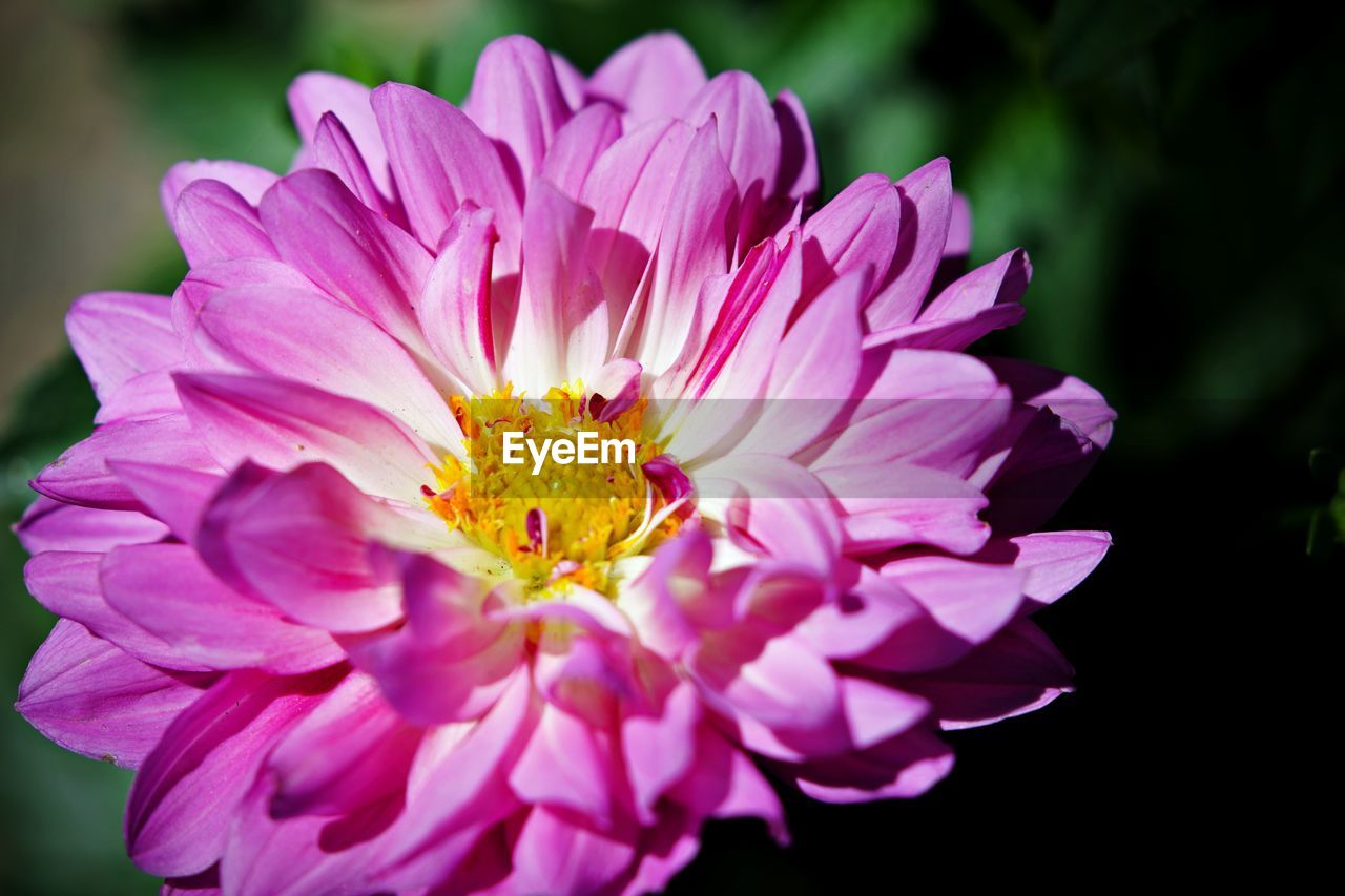 CLOSE-UP OF PINK ROSE PURPLE FLOWER