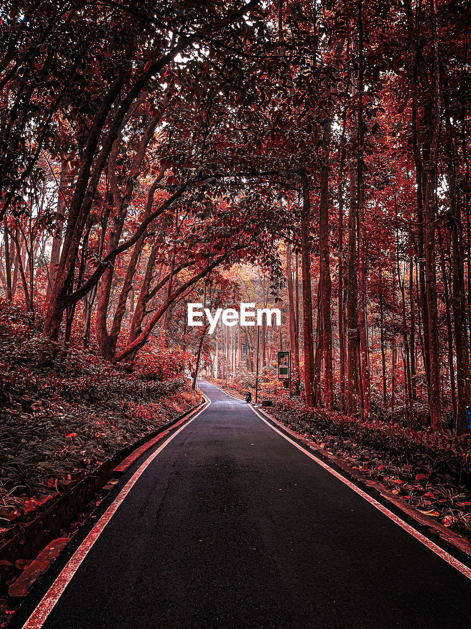 tree, the way forward, road, transportation, plant, diminishing perspective, nature, autumn, no people, vanishing point, beauty in nature, forest, land, tranquility, darkness, morning, scenics - nature, sunlight, empty road, outdoors, non-urban scene, leaf, tranquil scene, landscape, street, growth, light, environment, day, branch, country road