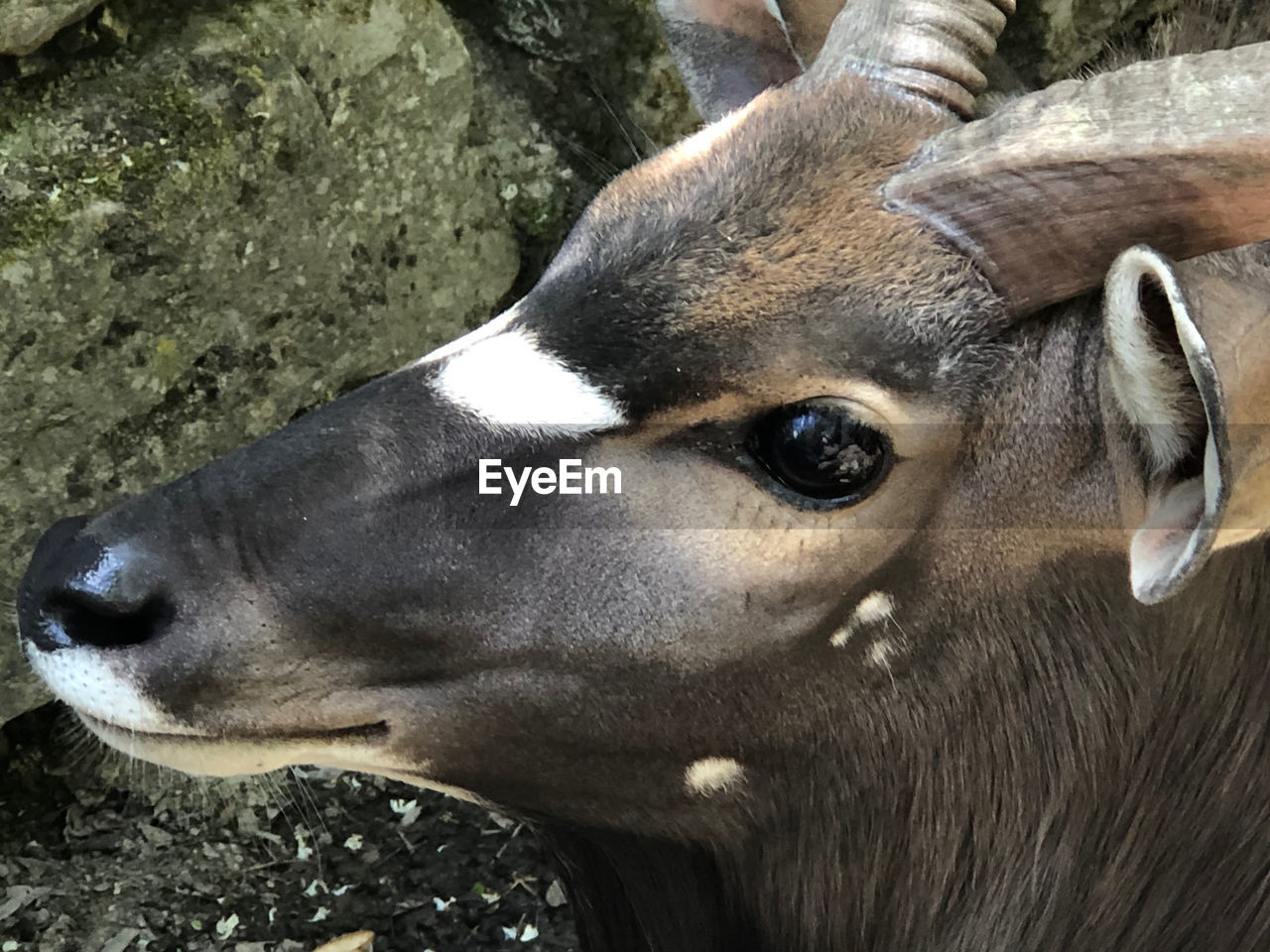 CLOSE-UP PORTRAIT OF A HORSE IN FIELD