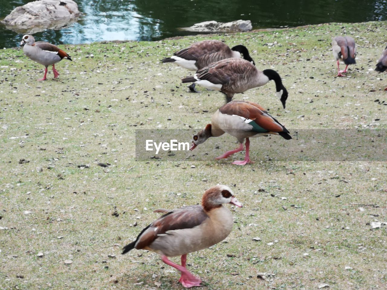 VIEW OF BIRDS IN WATER