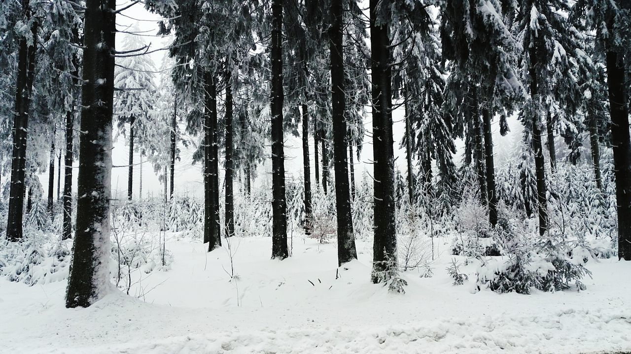 Trees in forest during winter