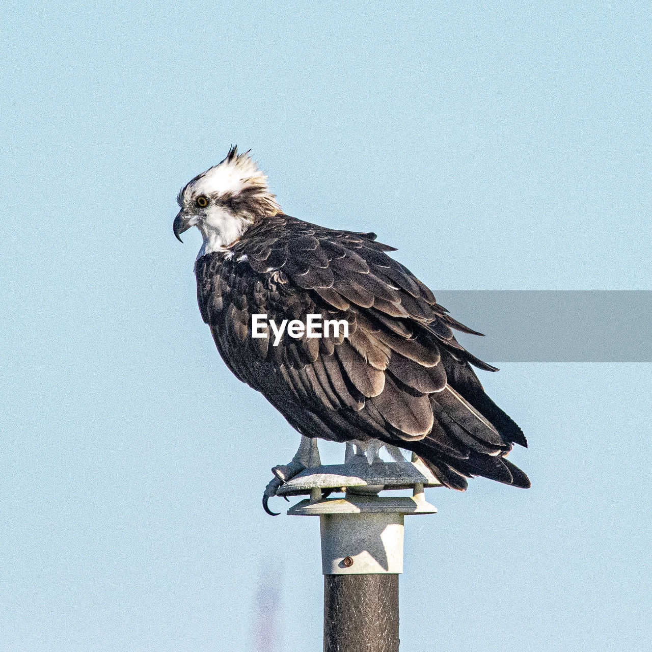 Low angle view of osprey perching on wooden post against sky