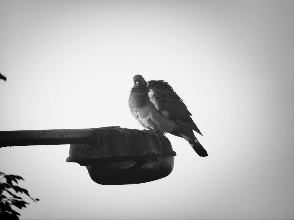 LOW ANGLE VIEW OF BIRDS PERCHING ON TREE TRUNK