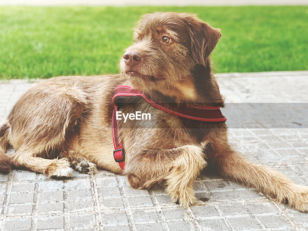 DOG LOOKING AWAY WHILE SITTING ON FLOOR