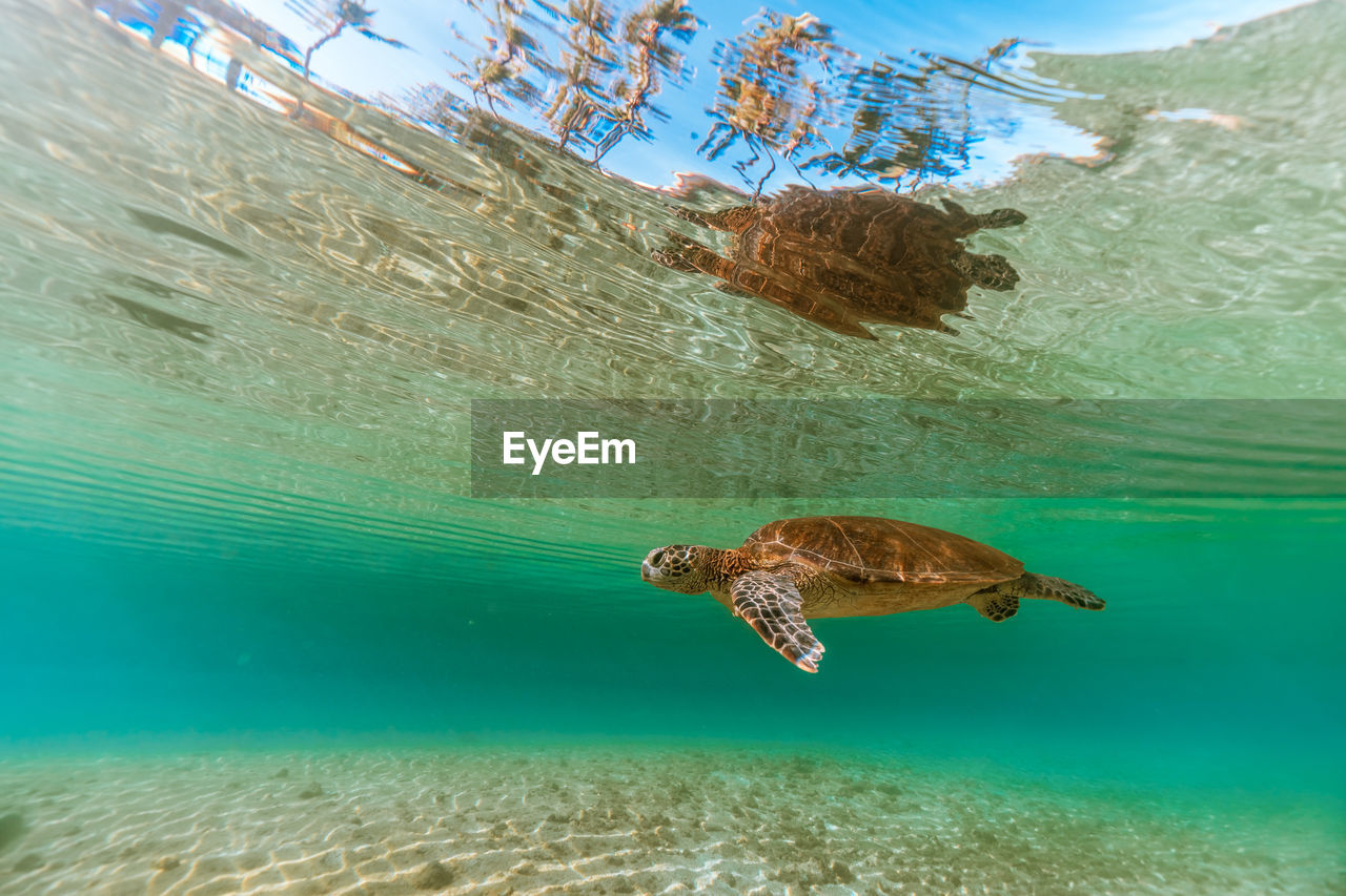 View of turtle swimming in sea