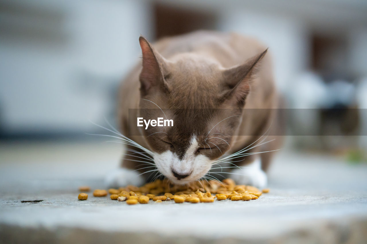 CLOSE-UP OF A CAT WITH GREEN EYES