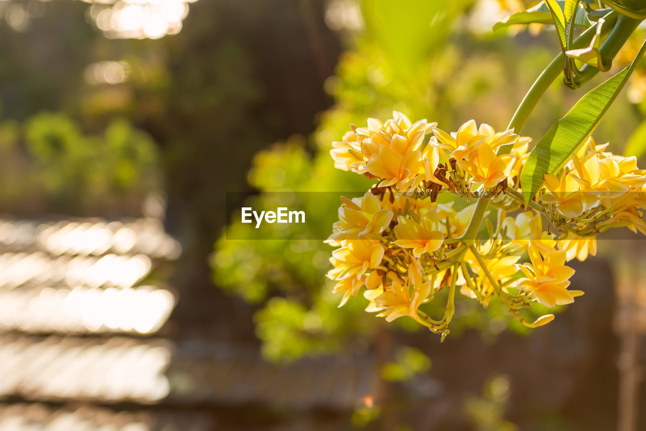 Frangipani flower with green leaves on blurred background. bali