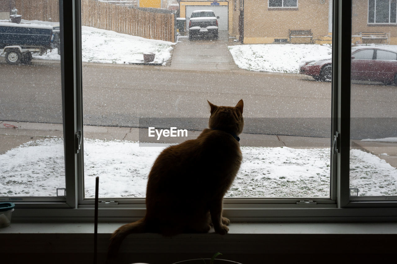 CAT SITTING ON WINDOW IN WINTER