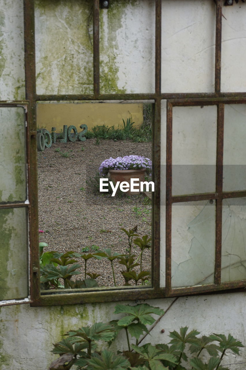 POTTED PLANTS IN ABANDONED BUILDING