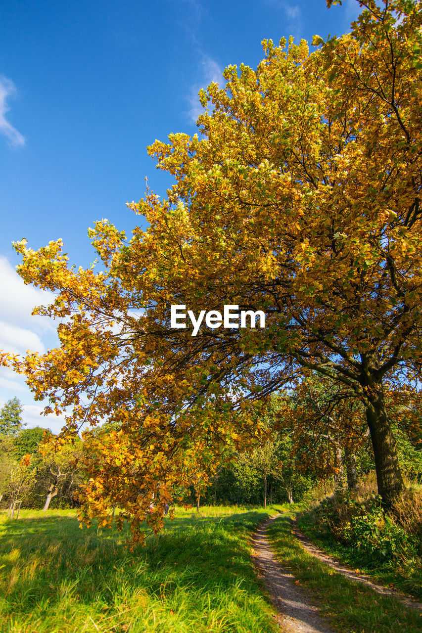 Scenic view of trees during autumn