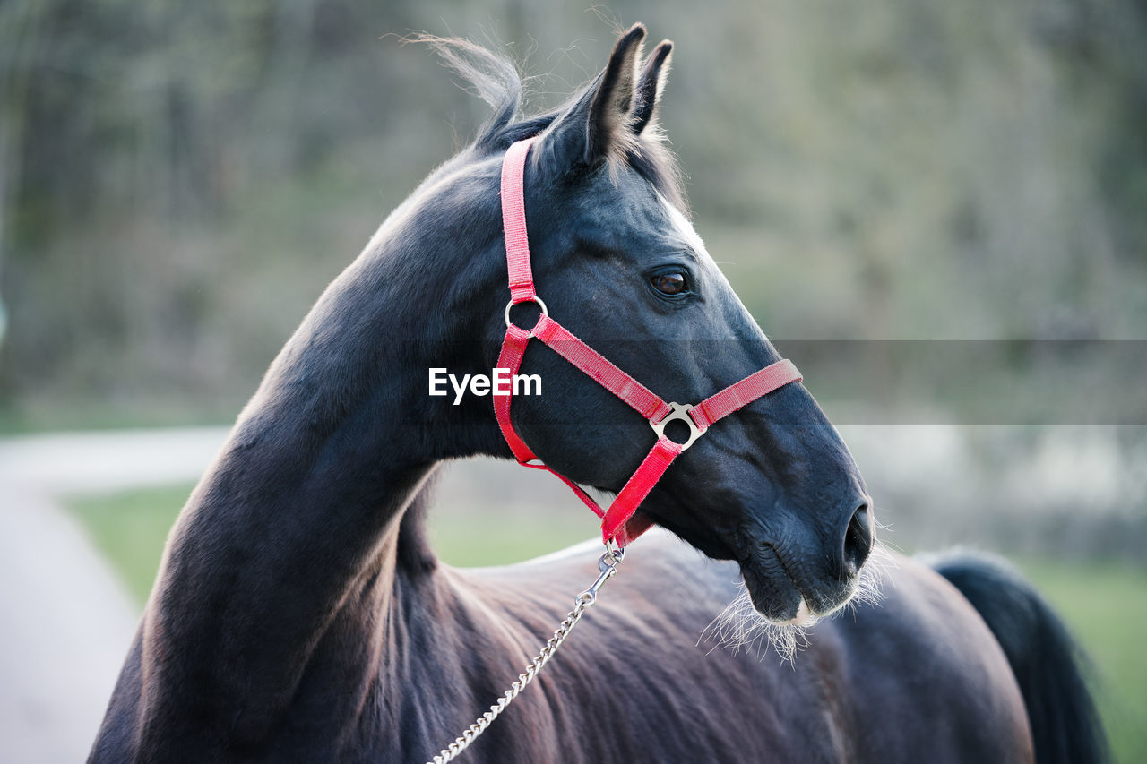 Black horse body portrait