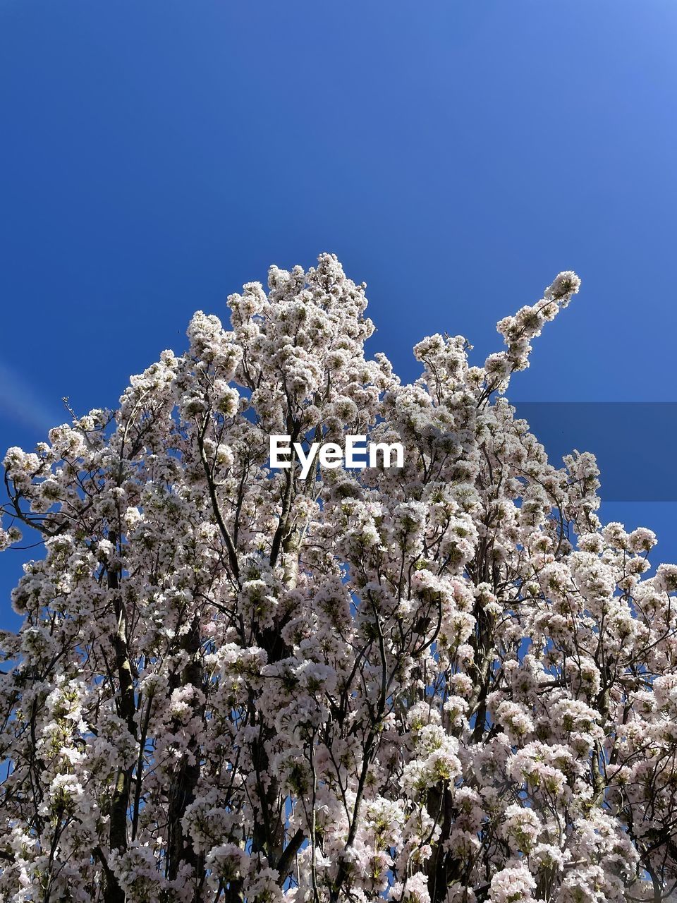 flower, plant, branch, tree, nature, blossom, sky, growth, blue, fragility, beauty in nature, springtime, flowering plant, low angle view, clear sky, freshness, spring, frost, no people, cherry blossom, outdoors, white, close-up, day, winter, macro photography