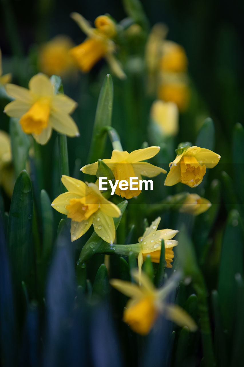 CLOSE-UP OF YELLOW DAFFODIL