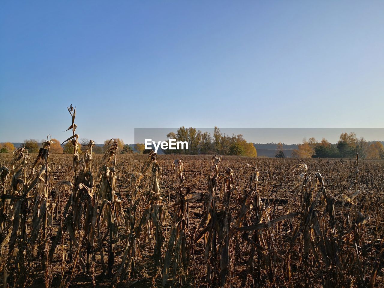 Plants growing on field against clear sky