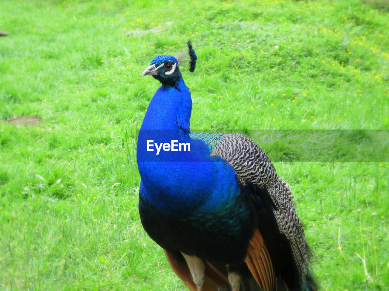 CLOSE-UP OF PEACOCK