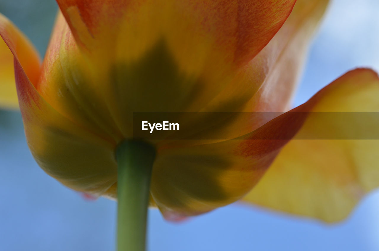 Close-up of day lily blooming outdoors